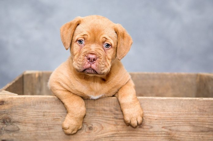 Un Cucciolo In Arrivo Ecco Qualche Consiglio Utile Per Accoglierlo In Casa