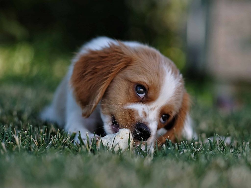 cani cani