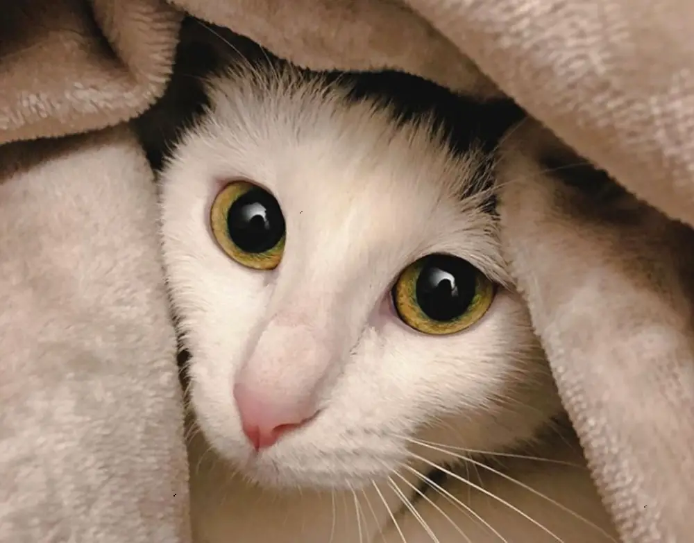 Giornata del gatto, perché si celebra il 17 febbraio 