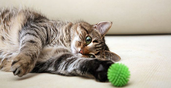Giornata del gatto, perché si celebra il 17 febbraio 