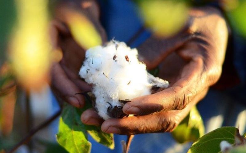 diesel better cotton