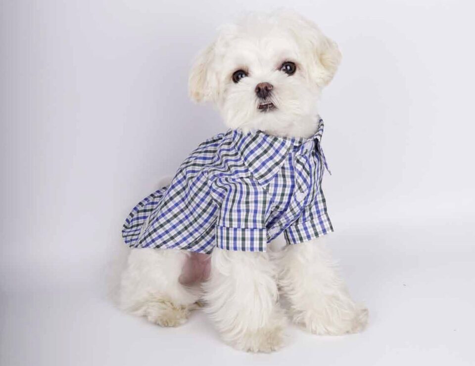 ben sherman pets