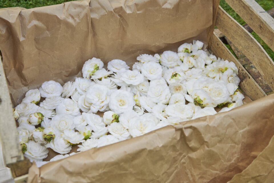 Chanel trattamenti skincare, le filiere vegetali