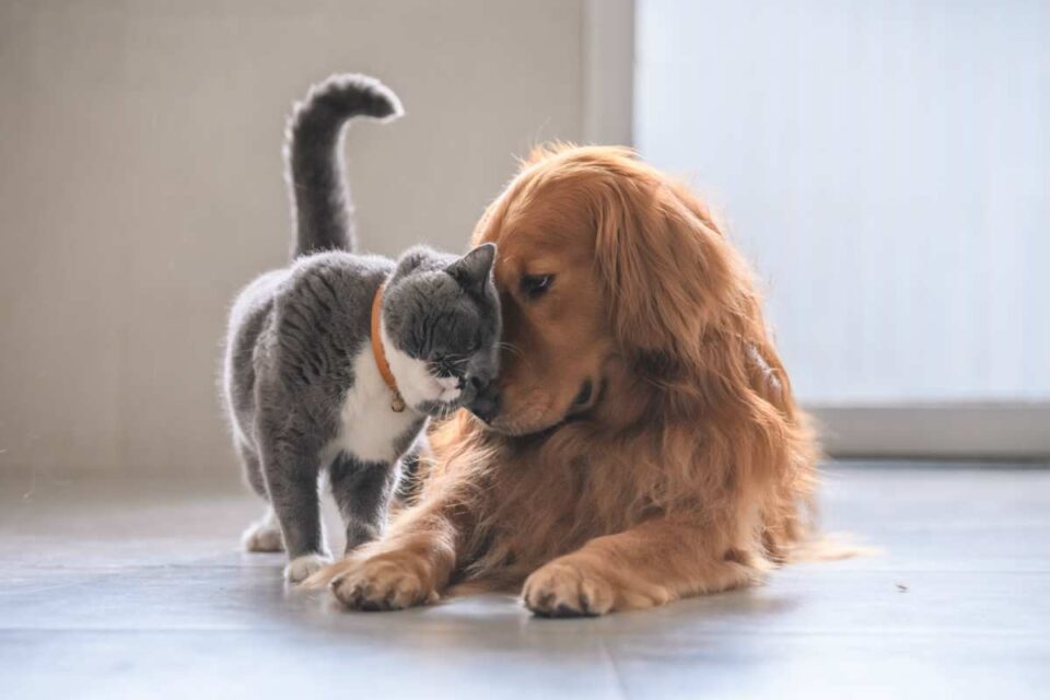 Pet economy: durante la pandemia decollano le vendite.