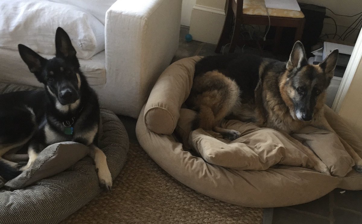 Alla Casa Bianca arrivano i cani di Joe Biden First Dog: alla Casa Bianca arrivano i due cani pastore di Joe Biden