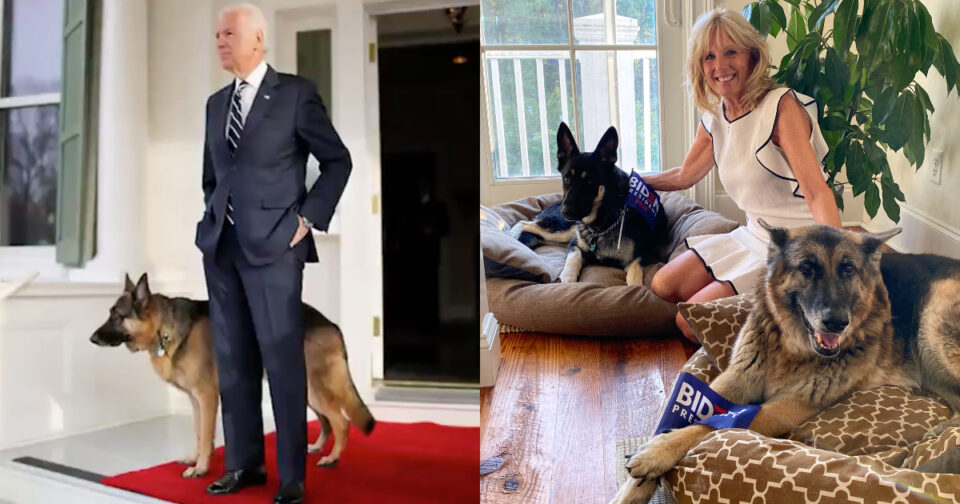 Alla Casa Bianca arrivano i cani di Joe Biden