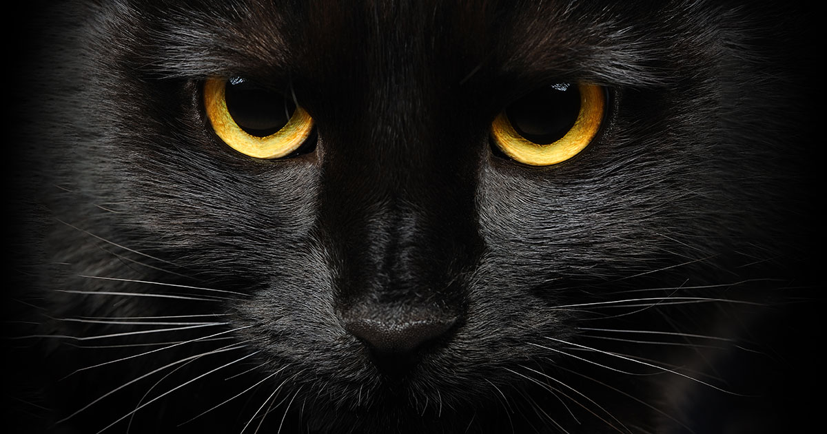 Il 17 novembre è la Giornata del gatto nero
