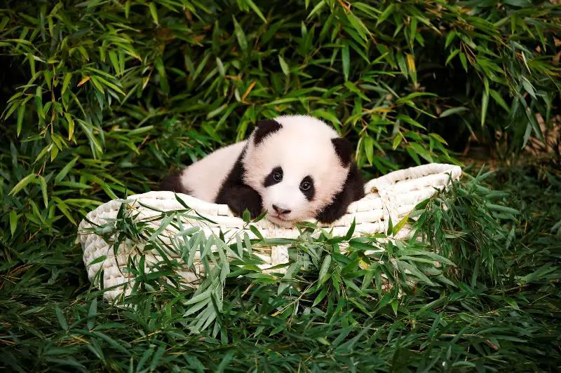 Fu Bao, cucciolo di panda star dei social