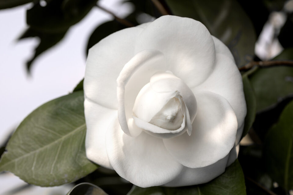 Camelia, le coltivazioni Chanel a Gaujacq, Francia