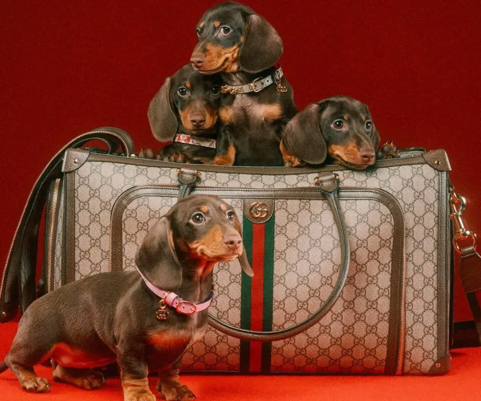 Gucci, la Pet Collection etica e sostenibile super fashion per cani e gatti