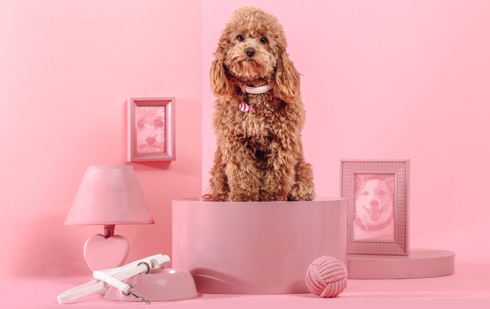 MyFamily, la moda cane e gatto si veste total pink in stile Barbie