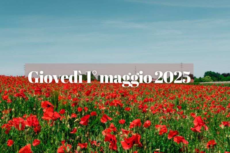 campo di papaveri e cielo azzurro
