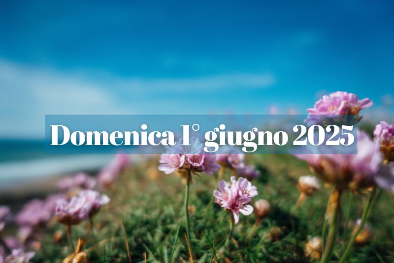 fiori rosa in riva al mare in una giornata di sole