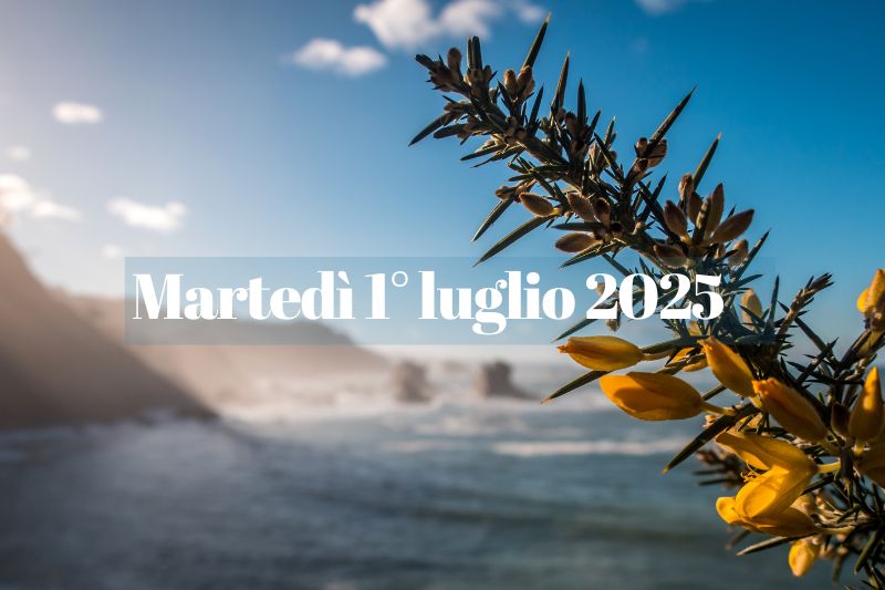 Primo piano di un ramo di fiori gialli su un albero e mare
