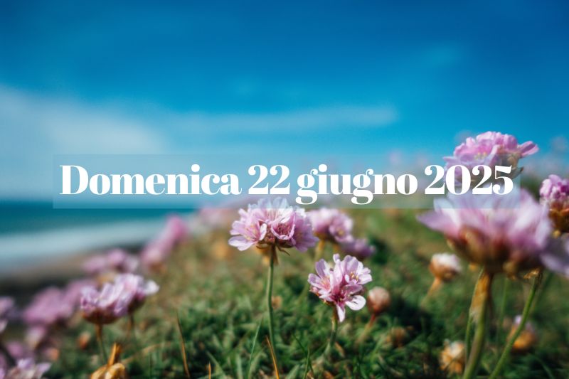 fiori rosa in riva al mare in una giornata di sole