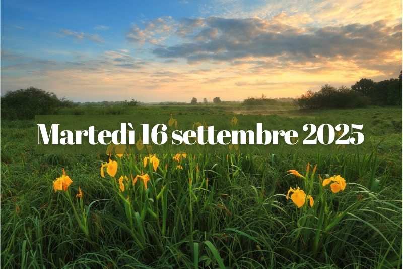 Immagine di buongiorno per martedì 16 settembre 2025, con fiori gialli in un prato all'alba, perfetta per l'almanacco del giorno, le frasi di buongiorno, i nati e i morti celebri