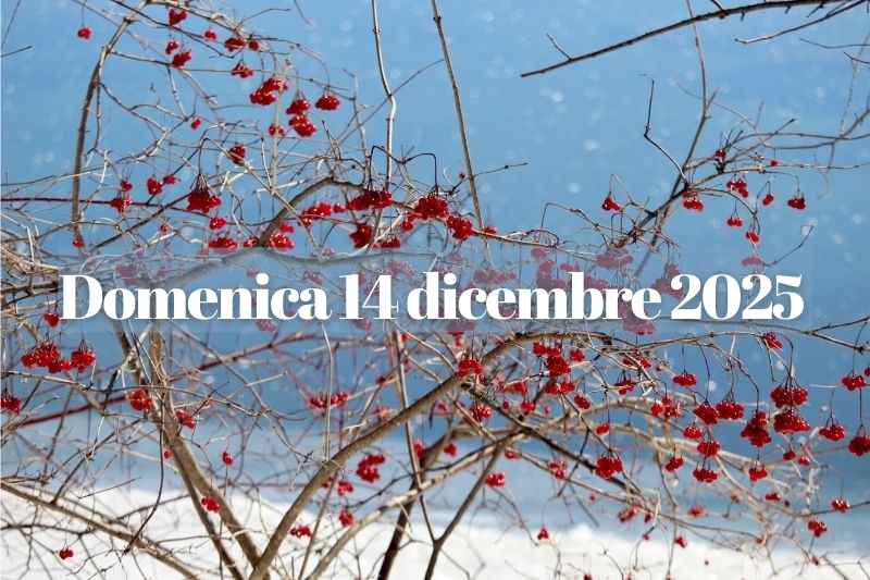 Ramo invernale con bacche rosse sotto la neve, immagine dedicata al 14 dicembre 2025