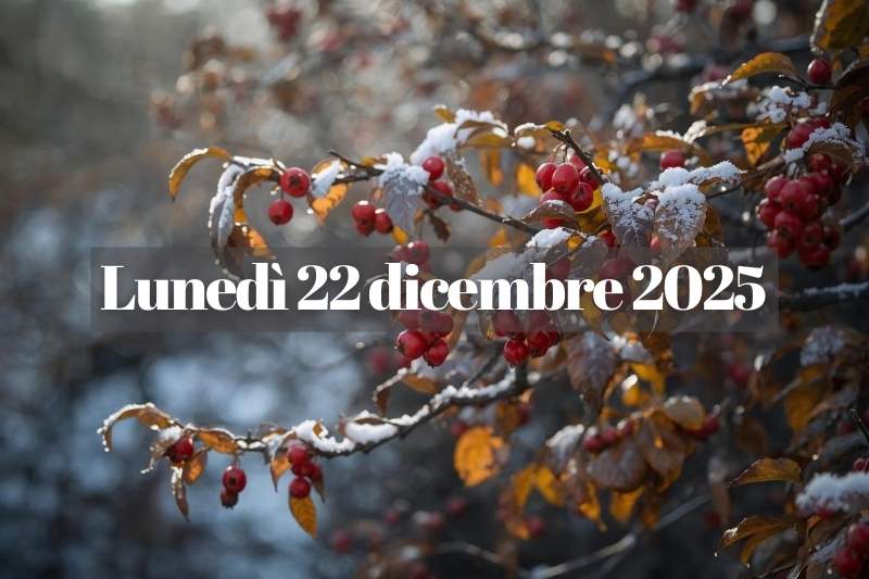 Rami con bacche rosse e brina in una mattina invernale di dicembre