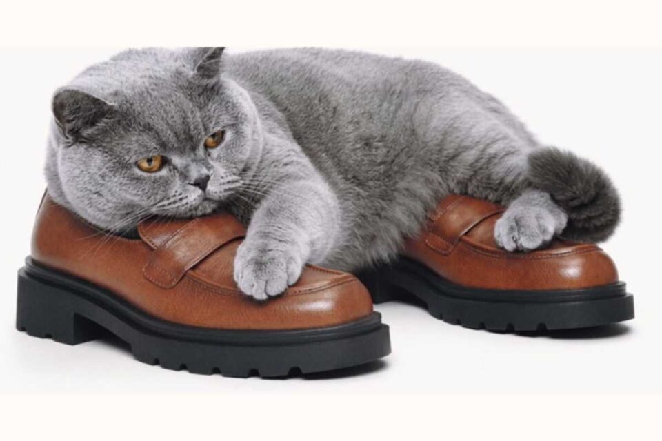 Gatto sdraiato sui mocassini Bata nella campagna FW26/27 Make Yourself Comfortable